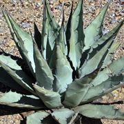 agave pianta