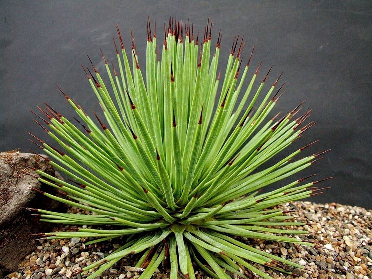 agave stricta