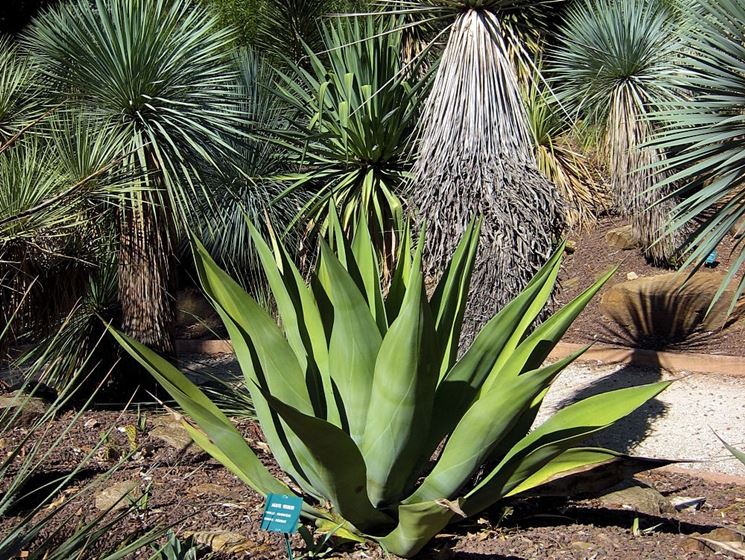 Pianta agave