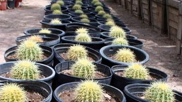 coltivazione cactus