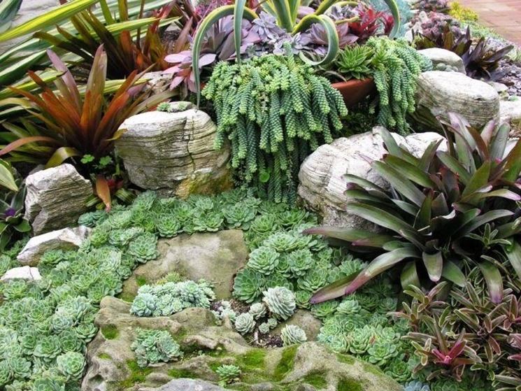 Coltivazione piante grasse piante grasse Composizione piante grasse giardino