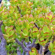 Crassula arborescens