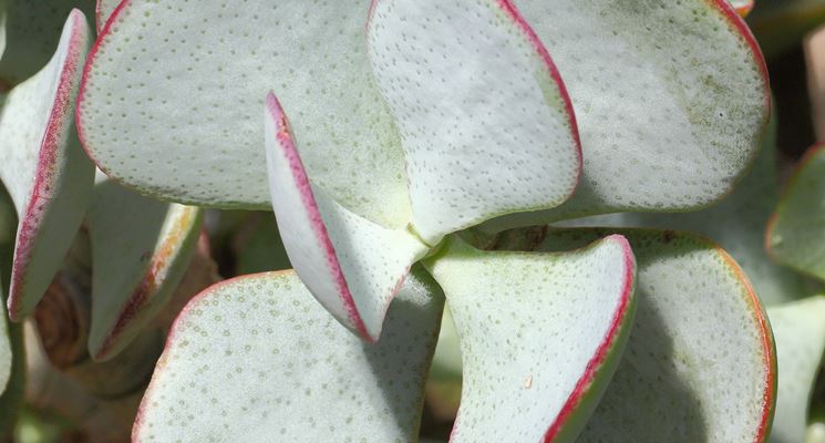 Crassula arborescens