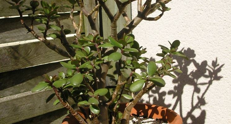 Foglie della Crassula arborescens