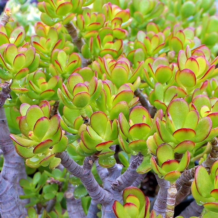 Crassula arborescens