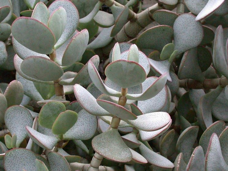 crassula arborescens