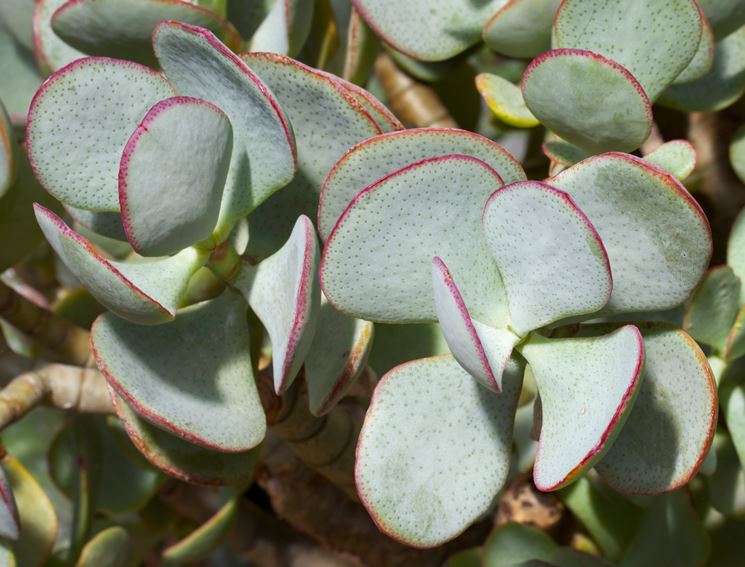 crassula