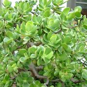 Crassula ovata in vaso