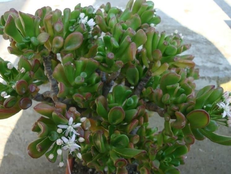 Crassula ovata Hobbit