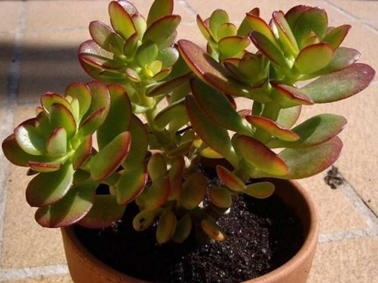 Cura Crassula Ovata