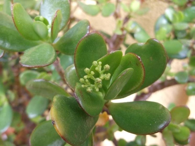 Potare crassula ovata