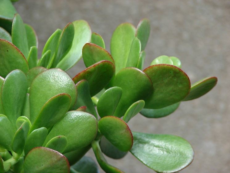 Variet Crassula Ovata