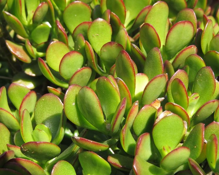 Crassula ovata Portulacea