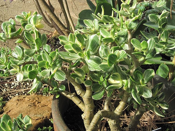 Crassula ovata variegata