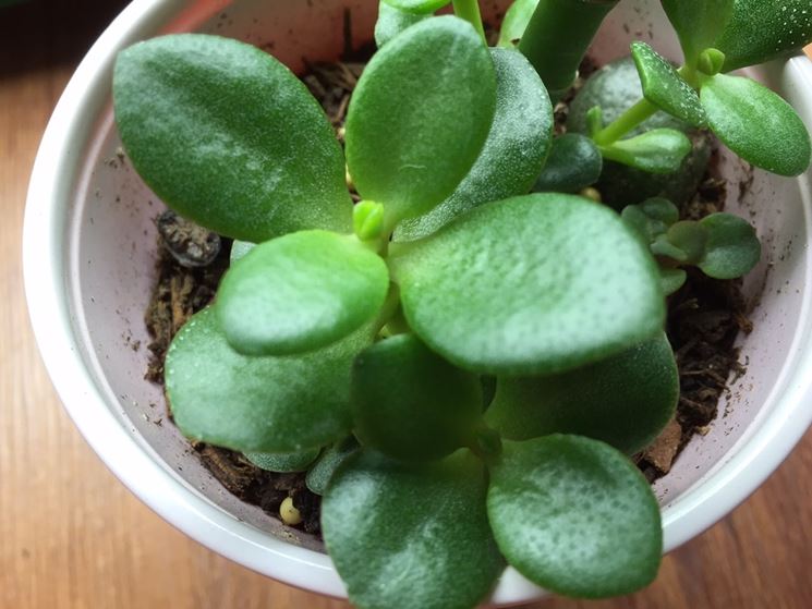 esposizione crassula ovata