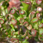 Crassula Portulacea