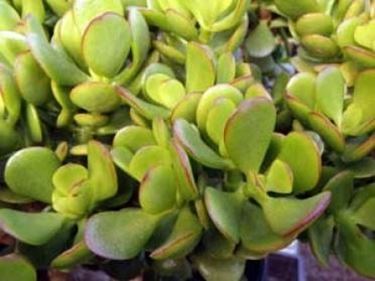 Crassula Portulacea