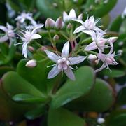 I piccoli fiori della Crassula