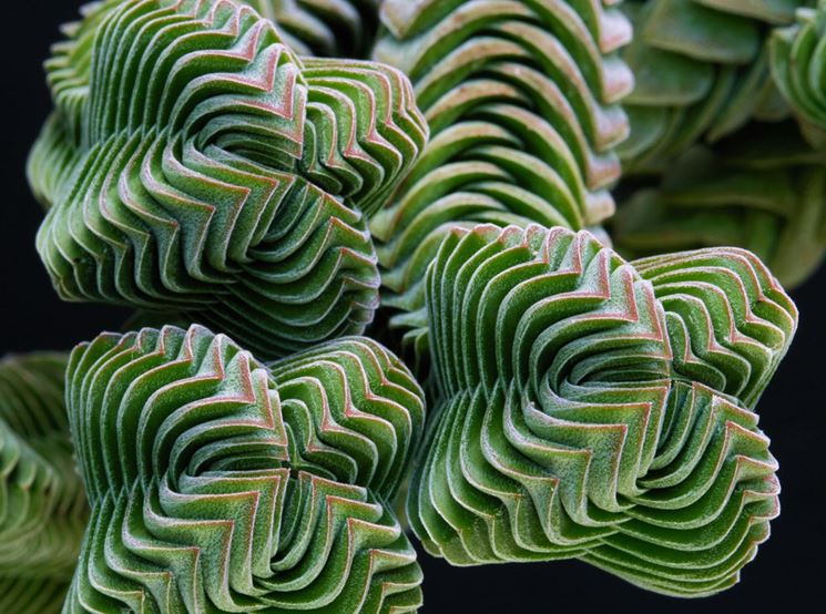 Crassula Buddha's