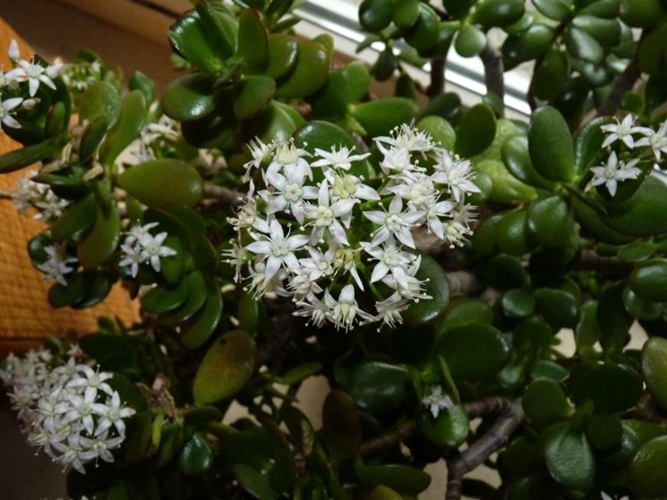 Pianta di Crassula in appartamento