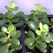 crassula pianta