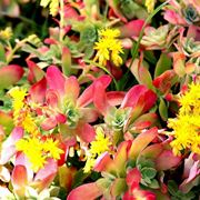 pianta grassa Sedum
