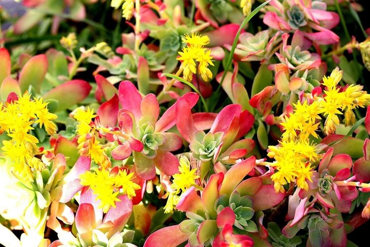 pianta grassa Sedum