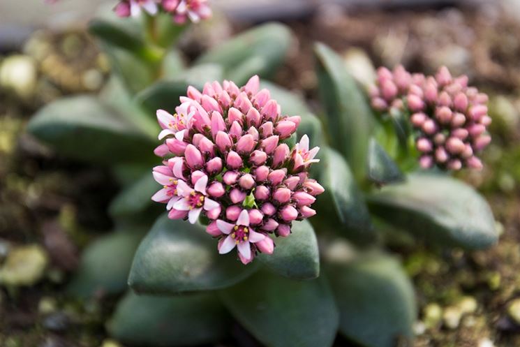 Crassula fiorita