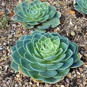 Echeveria terreno