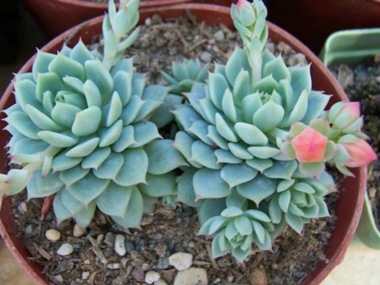 Coltivazione echeveria vaso