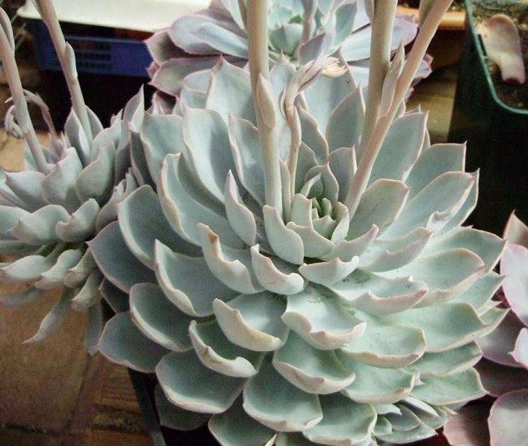 Echeveria steli fiori