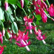 Epiphyllum di colore rosa