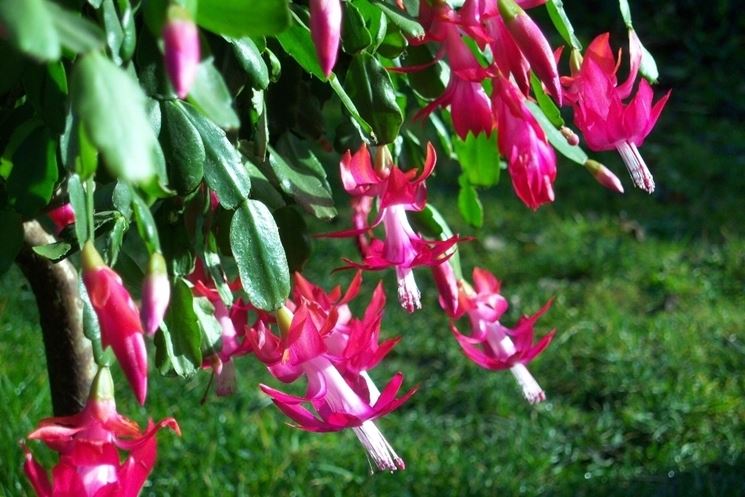 Epiphyllum di colore rosa