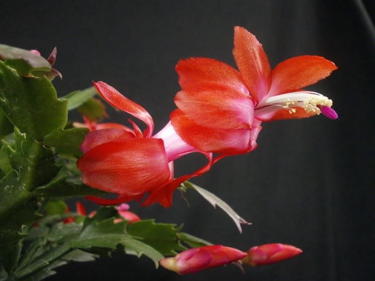 Fiori di epiphyllum