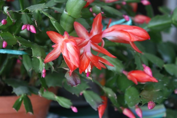 Epiphyllum fiori