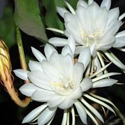 epiphyllum