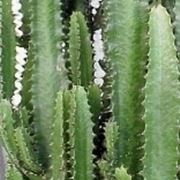 euphorbia trigona