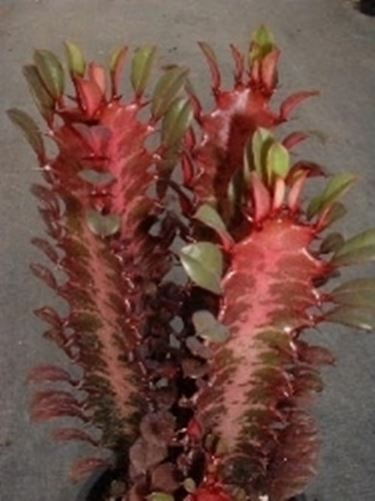 euphorbia trigona purpurea