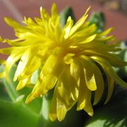 Faucaria