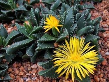 Faucaria