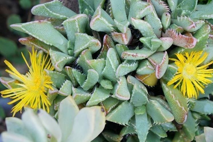 Faucaria