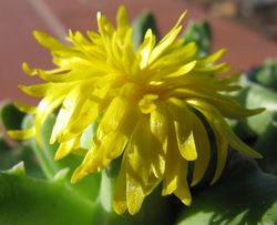 Faucaria