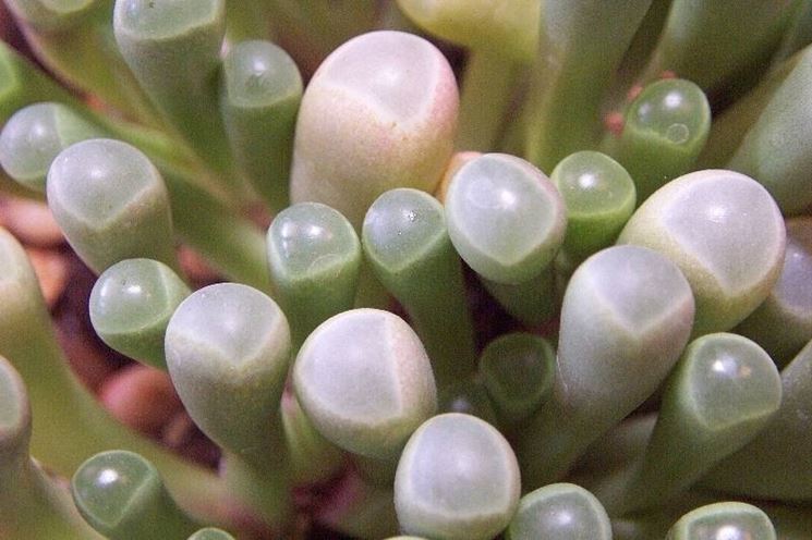 Fenestraria 