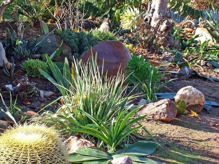 giardino piante grasse