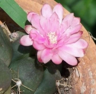 gymnocalycium