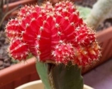 gymnocalycium