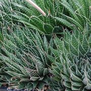 Haworthia