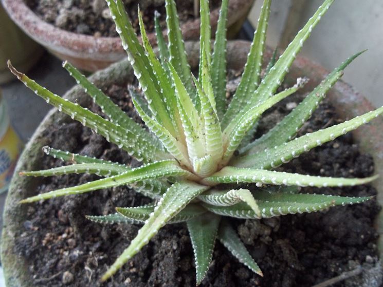 haworthia