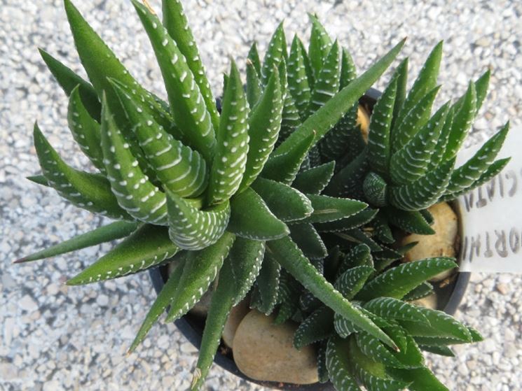 haworthia fasciata