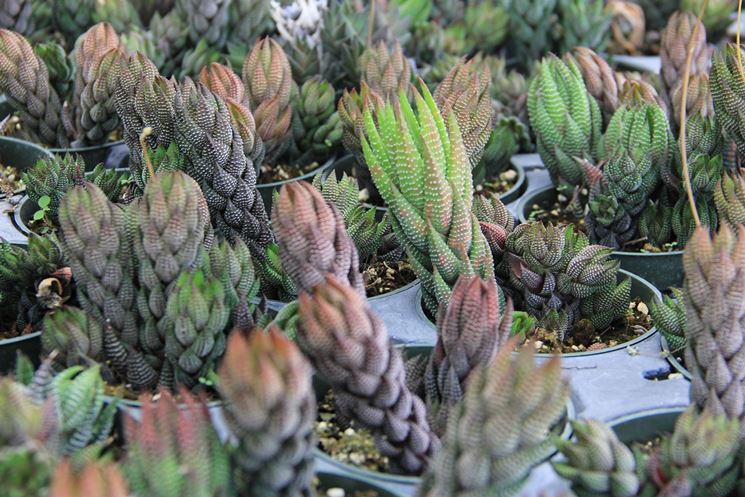 haworthia reinwardti